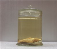 藏品(條紋雞籠鯧)的圖片